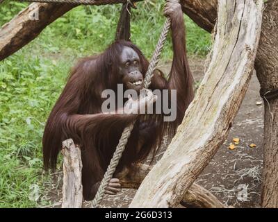 un orangutan monte dans un zoo Banque D'Images