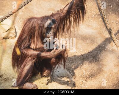 un orangutan monte dans un zoo Banque D'Images