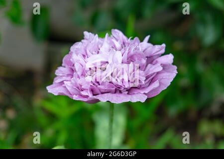 Le pavot à opium en pleine floraison Banque D'Images