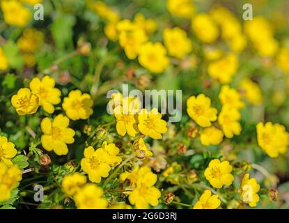 Fleurs de la coupe de beurre rampante, Ranunculus repens Banque D'Images