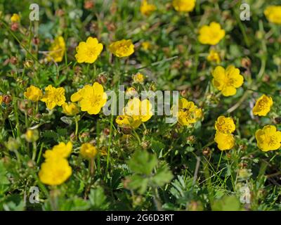 Fleurs de la coupe de beurre rampante, Ranunculus repens Banque D'Images
