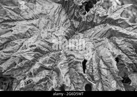 Gunnera manucata, connue sous le nom de rhubarbe géante brésilienne, originaire du Brésil Banque D'Images