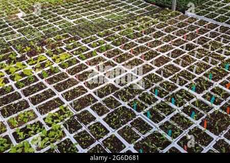 Lycopersicon esculentum - Libanais, Rose, Big, sanguine plantes de tomate poussant dans des plateaux de styromousse blanc à l'intérieur d'une serre. Banque D'Images
