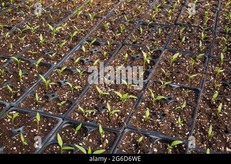 Lycopersicon esculentum - sanguine plantes de tomate poussant dans des plateaux en plastique à l'intérieur d'une serre. Banque D'Images
