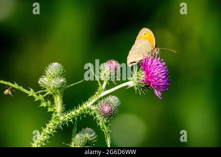 Un papillon Big ox Eye Banque D'Images