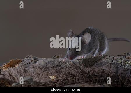 Minuscule souris de champ avec fourrure grise assise sur la branche d'arbre dans l'habitat naturel Banque D'Images