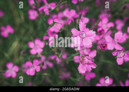 Rose de la mousse, phlox rampant, fleurs sauvages roses, groupe de fleurs sauvages, faible profondeur de champ Banque D'Images