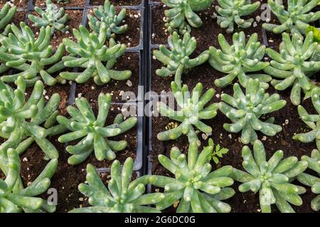 Pachyphytum compactum - plantes succulentes compactes 'Thick Plant' poussant dans des récipients en plastique à l'intérieur d'une serre Banque D'Images