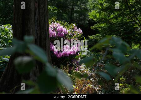 scène de forêt avec le soleil qui brille à travers les arbres directement frapper un arbuste de rhododendron de lavande en pleine fleur à côté d'un grand tronc d'arbre et de l'encadrement Banque D'Images