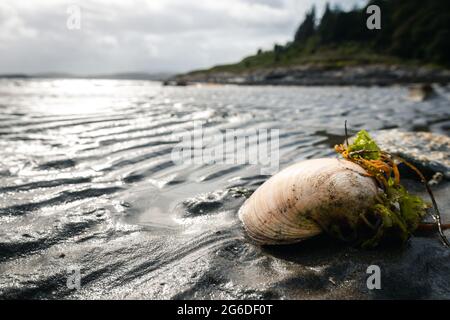 Vue rapprochée d'un bord de mer et de mauvaises herbes sur le sable près de l'eau sur la plage Banque D'Images