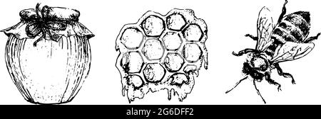 Ensemble de miel Vector. Illustration vintage dessinée à la main. Nourriture biologique Illustration de Vecteur