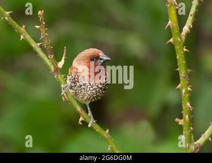 Oiseau, Fuligule de Fuligules (Lonchura punctulata) perçant sur la brousse Banque D'Images