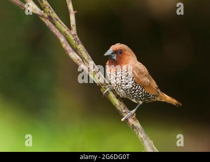 Oiseau, Fuligule de Fuligules (Lonchura punctulata) perçant sur la brousse Banque D'Images