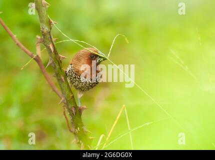 Oiseau, Fuligule de Fuligules (Lonchura punctulata) perçant sur la brousse Banque D'Images