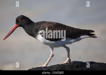 Gros plan sur le portrait de Lava Gull (Larus fuliginosus) debout sur les rochers des îles Galapagos, Équateur. Banque D'Images