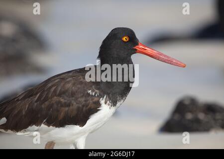 Gros plan sur le portrait de Lava Gull (Larus fuliginosus) avec un œil rouge à la caméra des îles Galapagos, Équateur. Banque D'Images