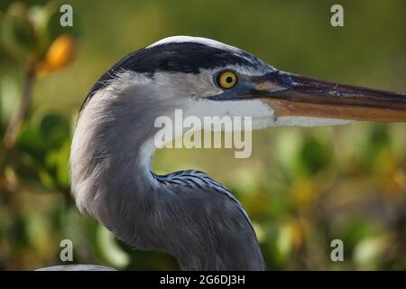 Côté sur le portrait du Grand Héron bleu (Ardea herodias) assis dans des mangroves îles Galapagos Îles Galapagos, Équateur. Banque D'Images
