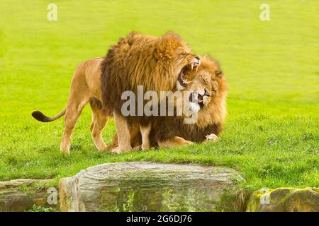 Lion d'Afrique (Panthera leo) deux Lions d'Afrique mâles ensemble Roaring Banque D'Images