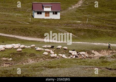 Paysage d'une maison et d'un vieux shepard avec un troupeau de moutons dans un petit village roumain Banque D'Images