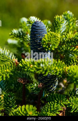 Gros plan des cônes de sapin coréen (Abies koreana) au soleil, Lothian oriental, Écosse, Royaume-Uni Banque D'Images