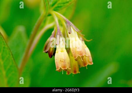Comfrey, probablement la Comfrey tubéreuse (symphytum tuberosum), gros plan d'un petit groupe de fleurs à faible profondeur de champ. Banque D'Images