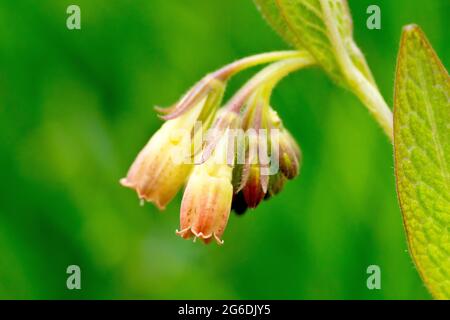 Comfrey, probablement la Comfrey tubéreuse (symphytum tuberosum), gros plan d'un petit groupe de fleurs à faible profondeur de champ. Banque D'Images