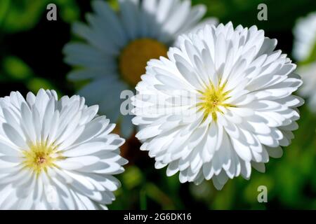 Marguerite (bellis perennis), gros plan de deux fleurs inhabituelles qui n'ont pas de fleurs intérieures jaunes et sont entièrement composées de fleurs extérieures blanches. Banque D'Images