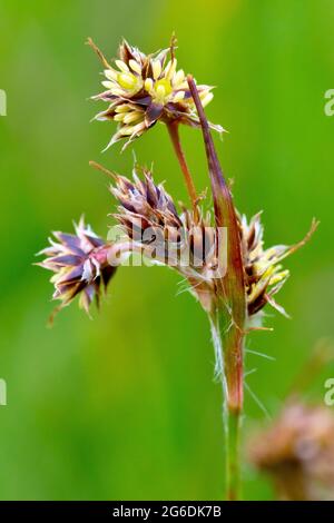 Field Wood Rush (luzula campestris), également connu sous le nom de Good Friday Grass, gros plan d'une seule plante en fleur. Banque D'Images