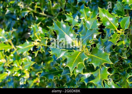 Holly (ilex aquifolium), gros plan des feuilles distinctives de l'arbre au printemps. Banque D'Images