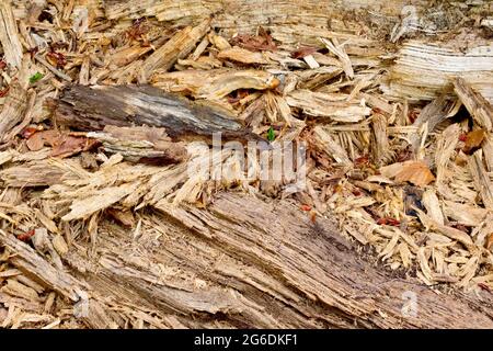 Gros plan de fragments de bois pourris qui se sont émiettés d'un arbre tombé mort. Banque D'Images