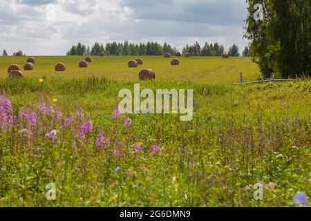 Paysage rural - des rouleaux d'herbe mown se trouvent sur la prairie avec la toile de fond d'un ciel nuageux. Banque D'Images