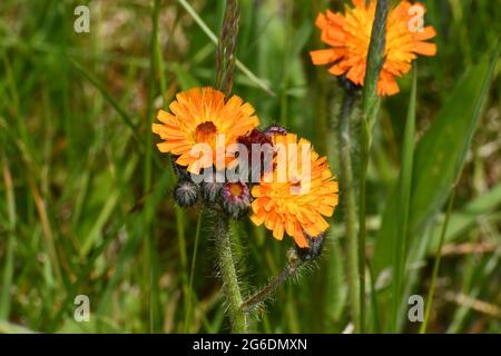 Renard et ourson l'herbe à poux orange, 'Pilosella aurantiaca', fleurit sur une pelouse dans Somerset.UK Banque D'Images