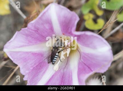 Grande abeille à queue fine (Coelioxys conoidea) sur le convolulus de mer Banque D'Images