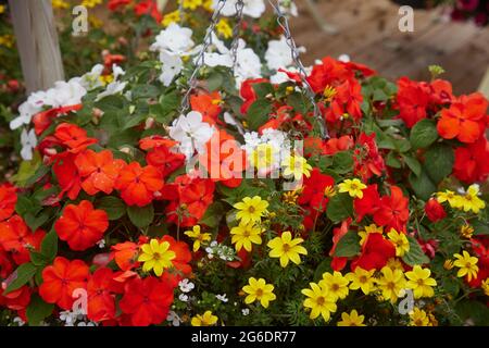 Fleurs vues dans un panier suspendu à l'été 2021. Banque D'Images