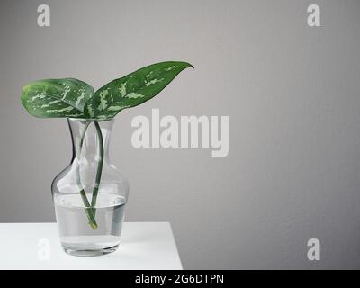 Deux feuilles de plante de canne - dieffenbachia - dans vase en verre sur bureau blanc. Copier l'espace. Banque D'Images