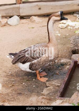 Oie chinoise gander avec bouton basal typique - Anser cygnoides F. domestica Banque D'Images