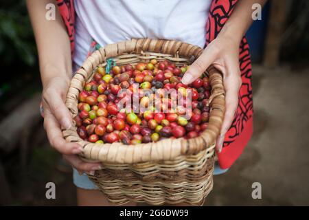 Panier en osier complet avec grains de café mûrs rouges dans une hads de préparateur de café à la plantation de café en Colombie. Tourisme vert et écoplantation. Banque D'Images