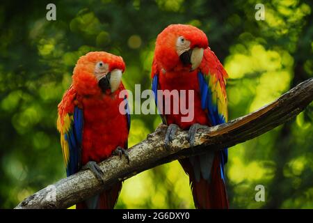 Deux perroquets d'ara sur le brunch avec fond vert. Proposition de publicité. Proposition pour le web, site web. Animal populaire et célèbre. Animal drôle. Photo du zoo. Banque D'Images