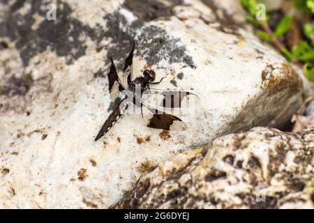 Dragonfly - Plathemis lydia, jeune mâle, est sur une roche blanche tachetée. Les mâles immatures ont le même profil corporel que les femelles, mais les s Banque D'Images