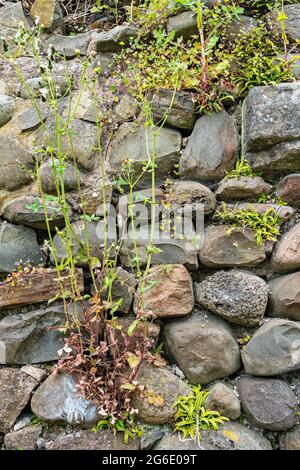 Fougères et fleurs sauvages qui poussent dans le mur de pierre de Old stables Banque D'Images