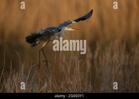 Un héron gris (Ardea cinerea) volant dans la première lumière du jour, Rhénanie-du-Nord-Westphalie, Allemagne Banque D'Images