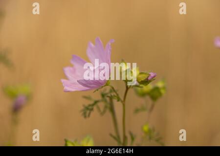 Musk-mallow (Malva moschata), Prignitz, Brandebourg, Allemagne Banque D'Images