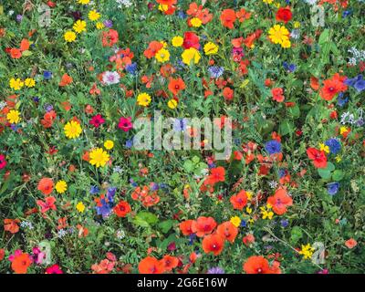 sur un pré de fleurs sauvages sont beaucoup de plantes différentes avec des fleurs jaunes, rouges, blanches et bleues Banque D'Images