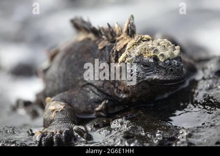 Portrait rapproché d'Iguana Marine (Amblyrhynchus cristatus) de part et d'autre des îles Galapagos, en Équateur. Banque D'Images