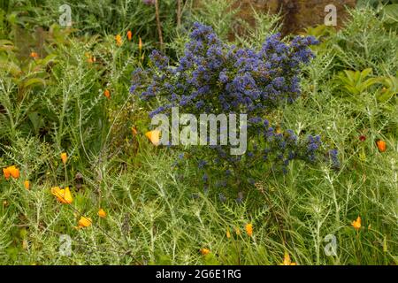 Ceanothus 'Dark Star', lilas californien 'Dark Star' fleurit dans un jardin naturel Banque D'Images