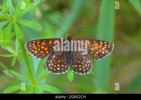 Fausse Heath Fritillary (Melitaea diamina), papillon, Rhénanie-du-Nord-Westphalie, Allemagne Banque D'Images