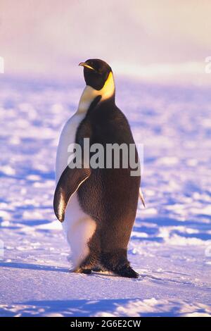 Manchot empereur adulte (Aptenodytes forsteri) sur la banquise, la baie d'Atka, la mer de Weddell, l'Antarctique Banque D'Images