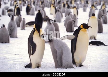 Le pingouin juvénile de l'empereur (Aptenodytes forsteri) est nourri dans la colonie près de la station antarctique britannique Haley, dans la baie d'Atka, dans la mer de Weddell, en Antarctique Banque D'Images