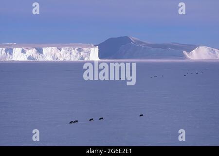 Les pingouins de l'empereur rampent devant les icebergs sur le plateau de glace de Riiser-Larsen, sur la côte de la Reine Maud Land, sur la mer de Weddell, en Antarctique Banque D'Images