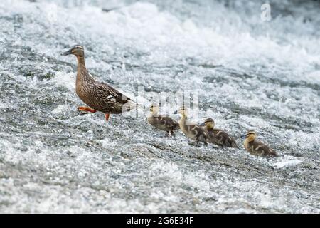 Poule collard ou canard femelle marchant vers le haut d'un ruisseau avec ses quatre canetons Banque D'Images